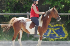 Reiten ohne Sattel und Trense